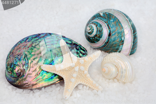 Image of Seashell Beauties on Sea Salt