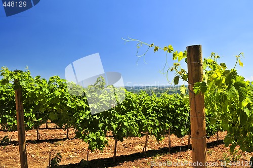 Image of Landscape with vineyard