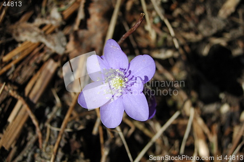 Image of Flower