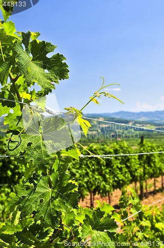 Image of Landscape with vineyard