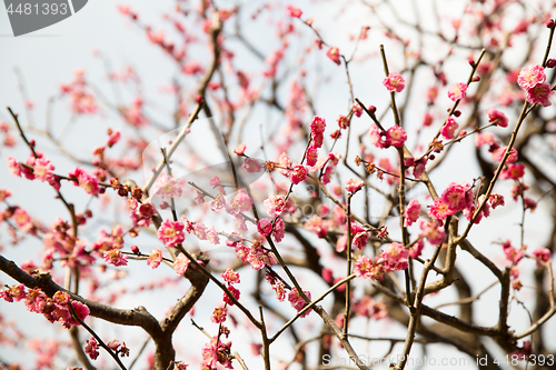 Image of close up of beautiful sakura tree blossoms