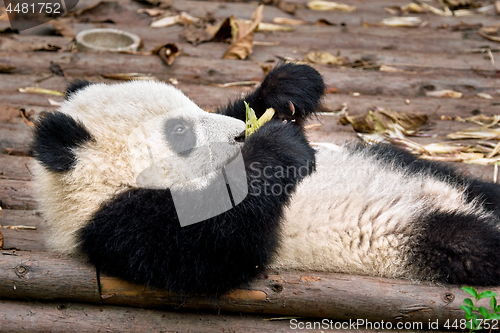 Image of Giant panda bear in China