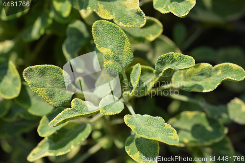 Image of Common sage Icterina