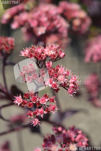 Image of Orpine Purple Emperor