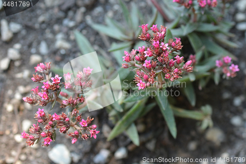 Image of Red-flowering crassula