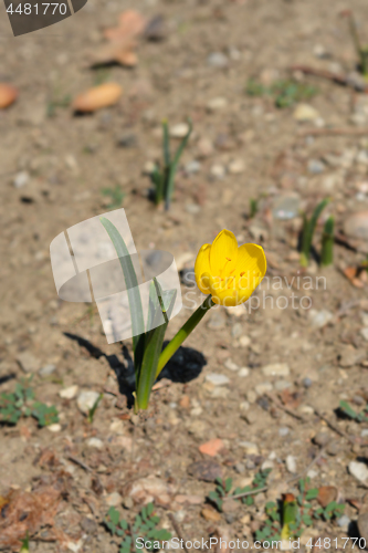 Image of Winter daffodil