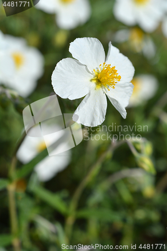 Image of White rockrose