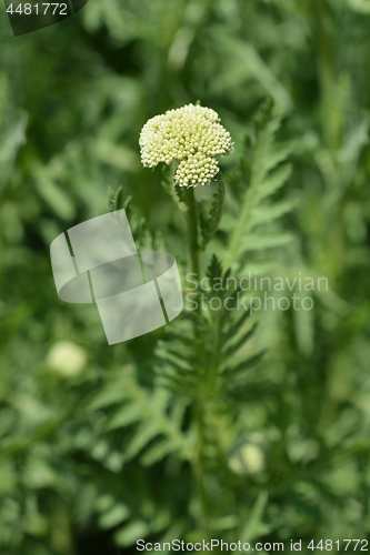 Image of Gold plate yarrow