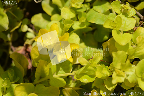 Image of Golden creeping jenny