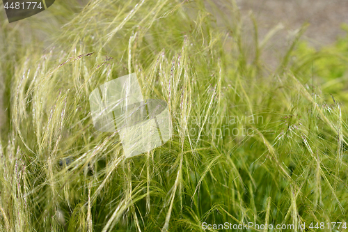 Image of Pony tails grass