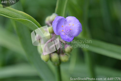 Image of Virginia spiderwort