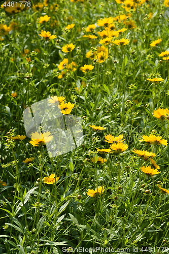 Image of Star tickseed flowers