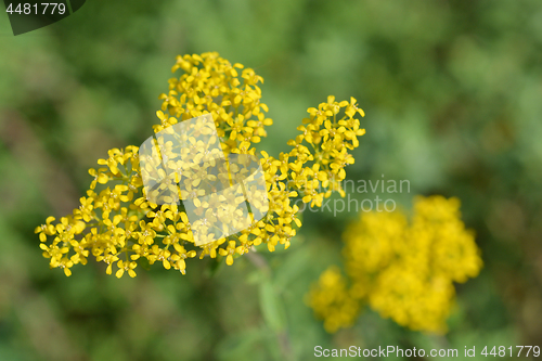 Image of Italian alyssum