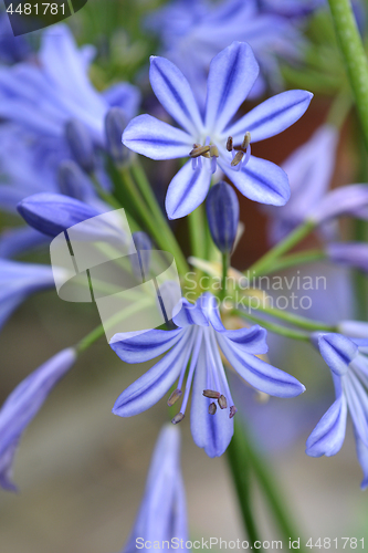 Image of African lily Charlotte