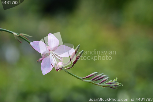 Image of Pink gaura