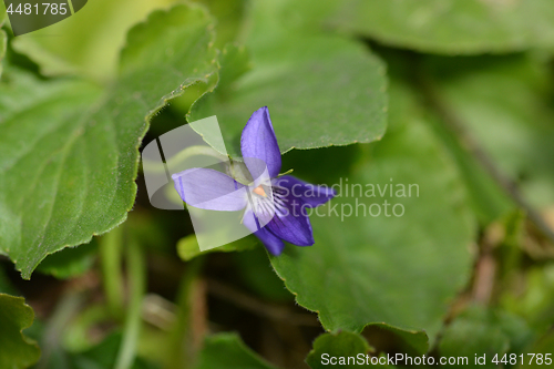 Image of English violet