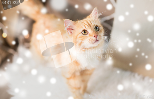 Image of red tabby cat on sofa with sheepskin at home