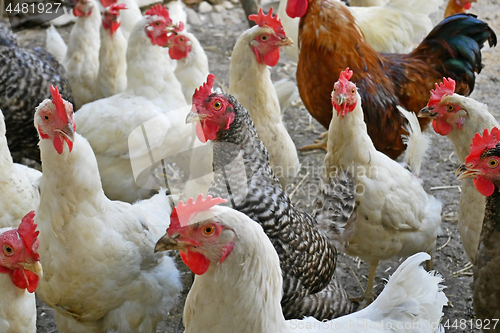 Image of Chicken of different breed on the poultry yard