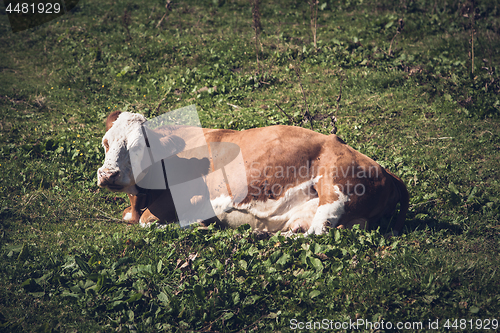 Image of Cow lying on meadow