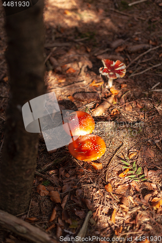 Image of Toadstool