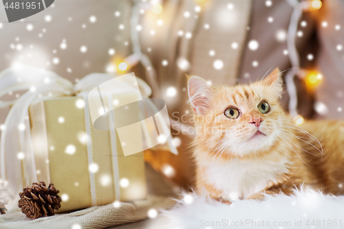 Image of red tabby cat on sofa with christmas gift at home