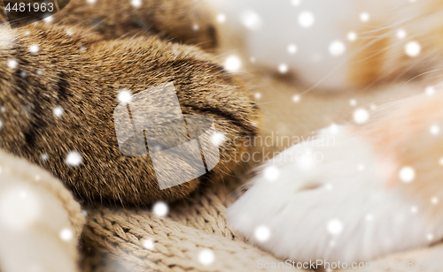 Image of close up of paws of two cats on blanket over snow