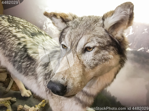 Image of Close-up of Grey Wolf