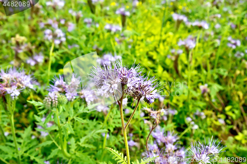 Image of Phacelia blooming and green grass