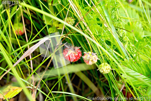 Image of Strawberries ripe in the grass