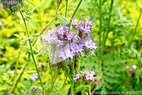 Image of Phacelia blooming on background of green grass