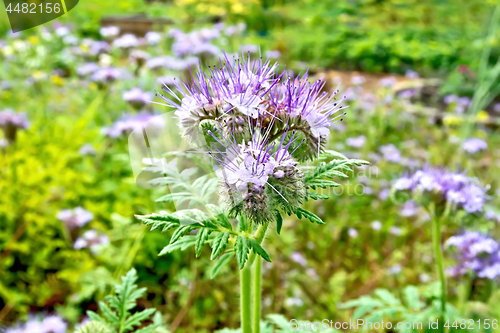 Image of Phacelia blooming