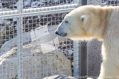 Image of Close-up of a polarbear (icebear)