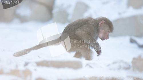 Image of Baby baboon sitting