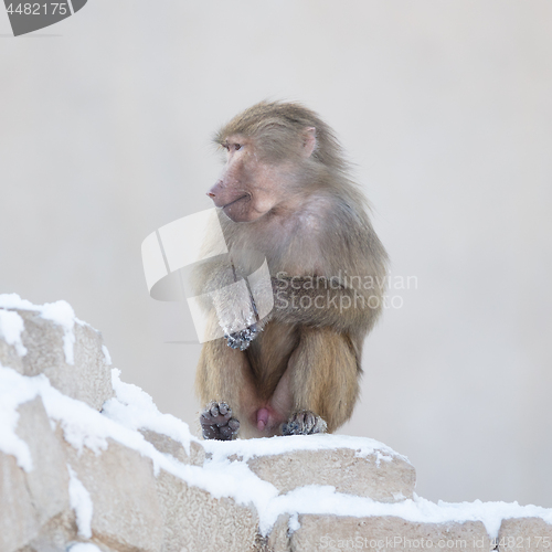 Image of Macaque monkey resting