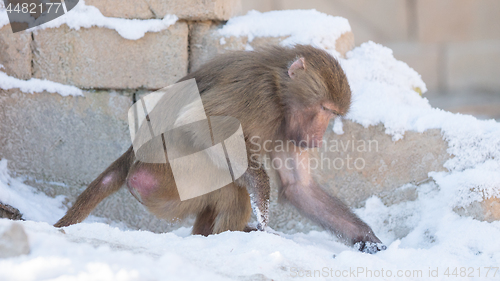 Image of Macaque monkey searching food