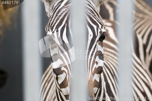 Image of Close-up of a zebra