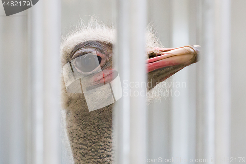 Image of Close-up of head of ostrich