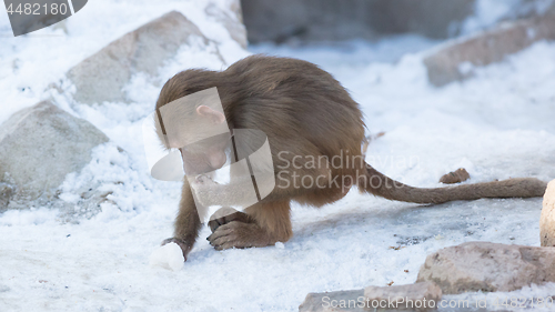 Image of Baby baboon sitting