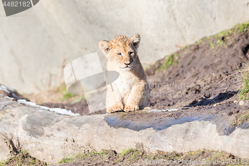 Image of Lion cub exploring it\'s surroundings