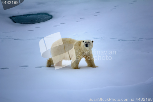 Image of Polar bear near North pole (86-87 degrees north latitude)