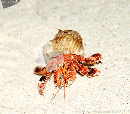 Image of Orange Hermit Crab