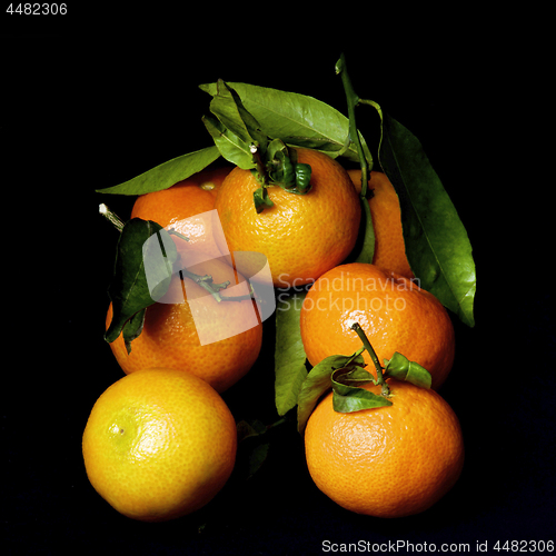 Image of Ripe Tangerines with Leafs