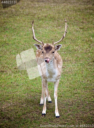 Image of Fallow Fawn Licked Oneself