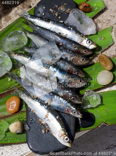 Image of Raw Fresh Sardines