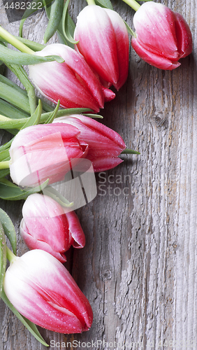 Image of Spring Magenta Tulips