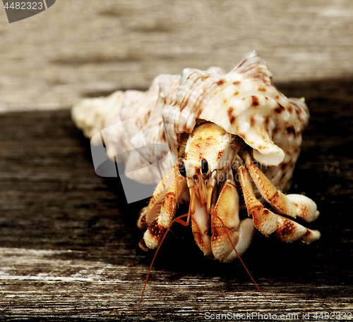 Image of Orange Hermit Crab