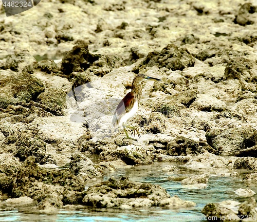 Image of Indian Pond-Heron
