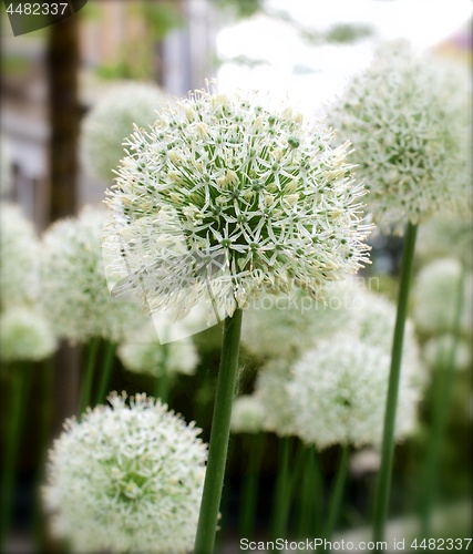 Image of Decorative Garlic Flowers