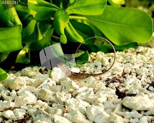 Image of Lizard Iguana on Shore