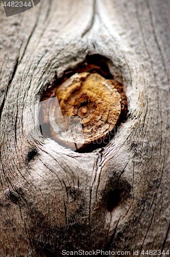 Image of Wood Knot Background